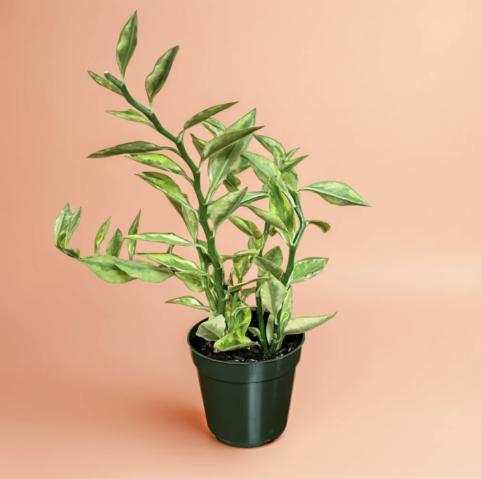 Succulent Euphoria Devil’s Backbone with distinctive zigzagged, spiny green stems, a striking and hardy addition to succulent collections and indoor greenery.